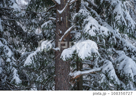 Adult male woodpecker 108350727