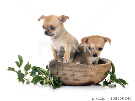 chihuahuas in studio chihuahuas in studio 108350840
