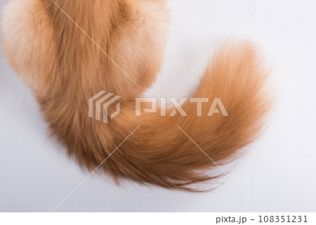 Fluffy red tail of a cat. Persian Exotic Longhair cat is on white background Fluffy red tail of a cat. Persian Exotic Longhair cat is on white background 108351231