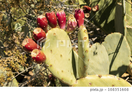 Closeup Many Edible Yummy Prickly Pear Cactus, Opuntia. Exotic Flavorful Fruit And Showy Flower. Bio Food, Organic. Vegetarian. Horizontal Plane. 108351608