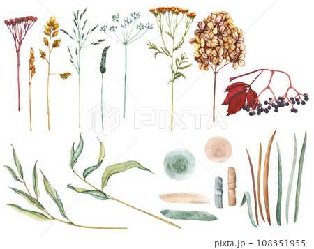 Watercolor set of meadow leaves and flowers, branches and wild dry grass. Evergreen grass field in nature, meadow in springtime. Summer botany, natural elements. Natural green tones Watercolor set of meadow leaves and flowers, branches and wild dry grass. Evergreen grass field in nature, meadow in springtime. Summer botany, natural elements. Natural green tones 108351955