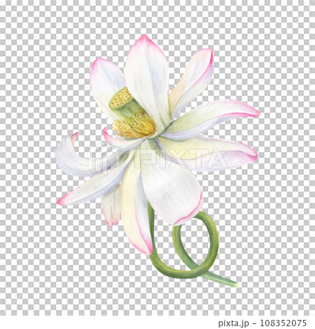 Pink Lotus flower with curving stem. Delicate blooming Water Lily. Floral elements. Vietnamese national flower. Watercolor illustration. Hand drawn composition for poster, greeting Pink Lotus flower with curving stem. Delicate blooming Water Lily. Floral elements. Vietnamese national flower. Watercolor illustration. Hand drawn composition for poster, greeting 108352075