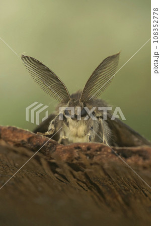 Vertical closeup on a brown Gypsy moth, Lymantria dispar with it's remarkeable bat-like antenna 108352778