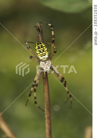 Vertical closeup on a male wasp-mimicking European striped iger spider Argiope bruennichi on a twig 108352838