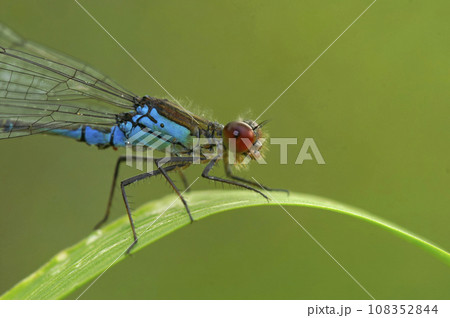 Closeup on the colorful red-eyed damselfly, Erythromma najas sitting on a grass blade 108352844