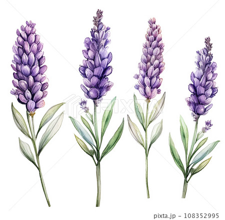 ラベンダー ボタニカルアート フラワーアート 花図鑑 ラベンダーの絵 ラベンダーの花束 アートフラワー nozomi 通販 13994530｜Creema
