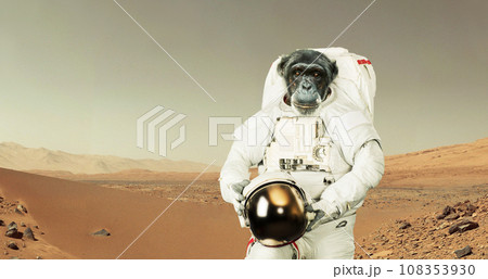 Monkey astronaut in a space suit with a helmet stands in the desert on the red planet Mars. Animal spaceman on mission and exploring new planets. Smart chimpanzee, concept. Animal experiments 108353930