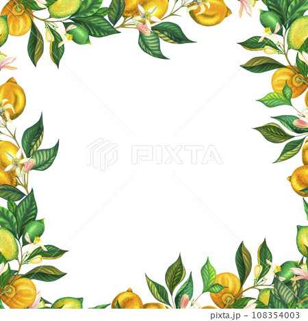 Watercolor square frame of blooming lemons and lime branch with leaves, pink flowers and green lemon. Hand painted yellow fruits and flower isolated on white background. Fresh citrus illustration for 108354003