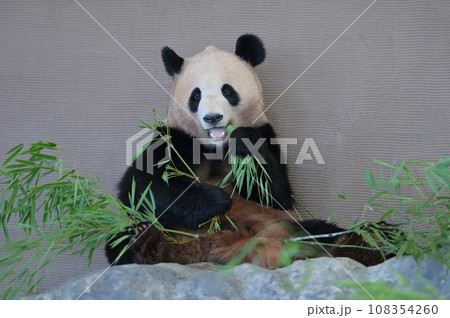 おいしそうに竹を食べる陽浜 おいしそうに竹を食べる陽浜 108354260