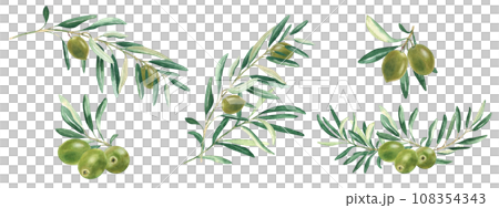 Olive branches and green fruits set isolated on white background. Watercolor hand drawn botanical illustration. Can be used for menu, logos and product, food packaging design Olive branches and green fruits set isolated on white background. Watercolor hand drawn botanical illustration. Can be used for menu, logos and product, food packaging design 108354343