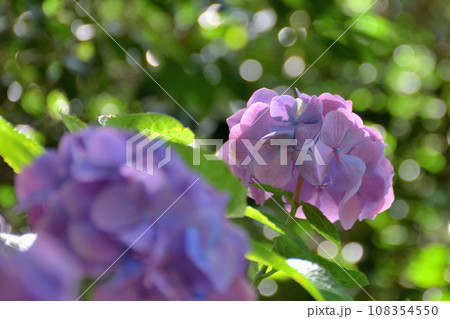 紫陽花 108354550