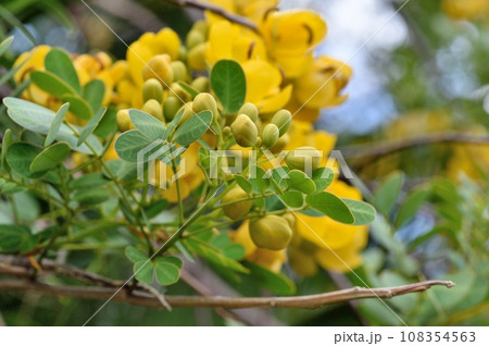 ハナセンナ カッシア 108354563