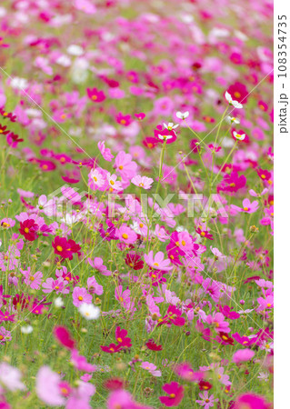 満開のコスモスの花畑 108354735