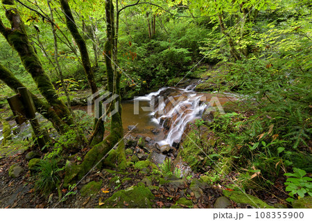 宇津江四十八滝 朝霧滝(岐阜県高山市国府町) 宇津江四十八滝 朝霧滝(岐阜県高山市国府町) 108355900