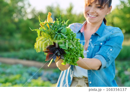 Greens, spicy herbs in hands of woman close-up in vegetable garden, farm 108356137