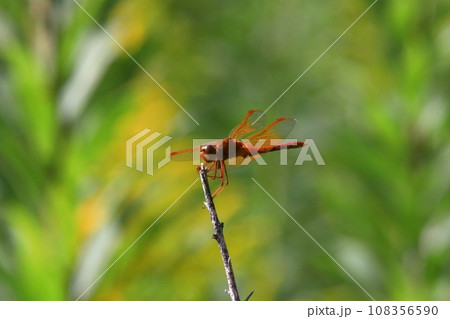 キトンボ 108356590