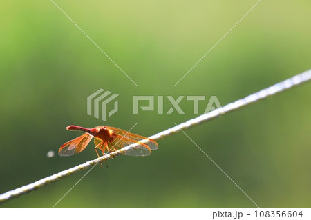 キトンボ キトンボ 108356604