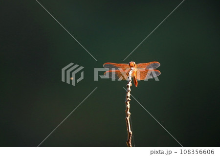 キトンボ キトンボ 108356606