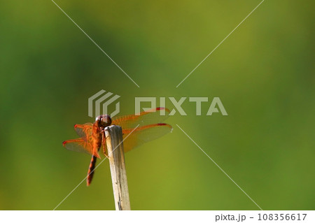 キトンボ 108356617