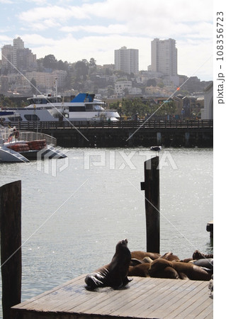 Sea seals lie on Pier 39 in San Francisco in sunny weather, USA Sea seals lie on Pier 39 in San Francisco in sunny weather, USA 108356723
