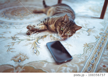 猫にスマホ 猫にスマホ 108356737
