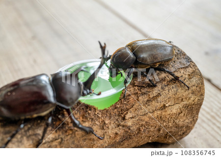 カブトムシ飼育 108356745