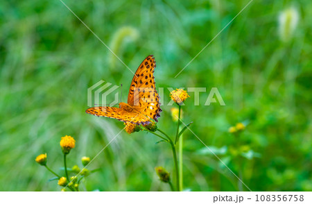 ツマグロヒョウモン ツマグロヒョウモン 108356758