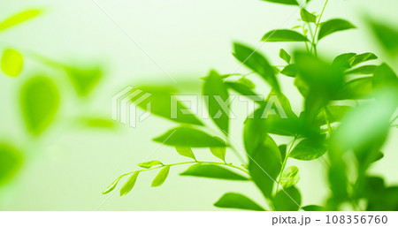 シルクジャスミン シルクジャスミン 108356760