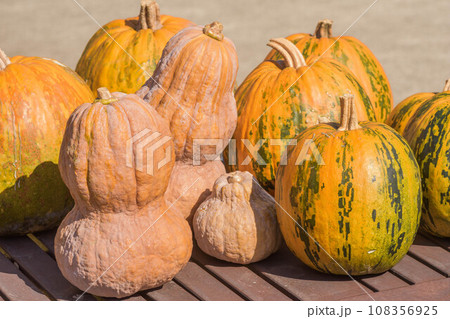 秋の味覚 カボチャの収穫 秋の味覚 カボチャの収穫 108356925
