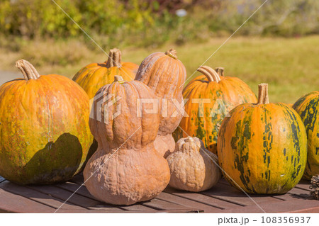 秋の味覚 カボチャの収穫 秋の味覚 カボチャの収穫 108356937
