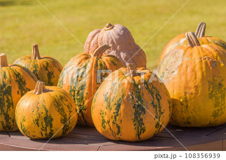 秋の味覚　カボチャの収穫 108356939