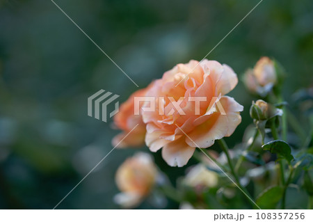 オレンジ色の薔薇の花が咲いています 108357256