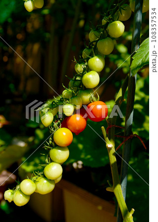朝日を浴びる 鈴なりのミニトマト 朝日を浴びる 鈴なりのミニトマト 108357534