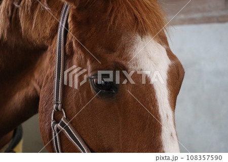 サラブレッドの大きく美しい瞳 眼差し サラブレッドの大きく美しい瞳 眼差し 108357590