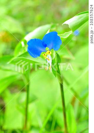 河川敷の雑草の中で可憐な花が咲いていた 108357624
