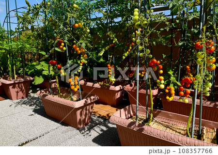 青空の下、ルーフバルコニーにトマトがいっぱい プランターで野菜づくり 青空の下、ルーフバルコニーにトマトがいっぱい プランターで野菜づくり 108357766