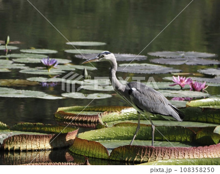 アオサギとオオオニバス 108358250