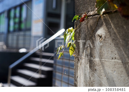 コンクリートの隙間から生える雑草 コンクリートの隙間から生える雑草 108358481