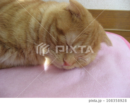 眠る猫 眠る猫 108358928
