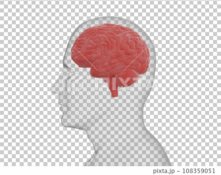 人體和大腦，透明，紅色，從側面 108359051