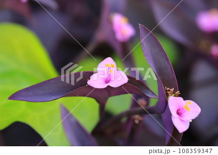 ピンク色の紫御殿(ムラサキゴテン)の花 ピンク色の紫御殿(ムラサキゴテン)の花 108359347