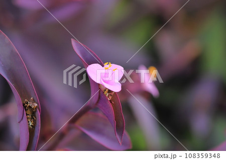 ピンク色の紫御殿(ムラサキゴテン)の花 ピンク色の紫御殿(ムラサキゴテン)の花 108359348