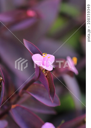 ピンク色の紫御殿（ムラサキゴテン）の花 108359349