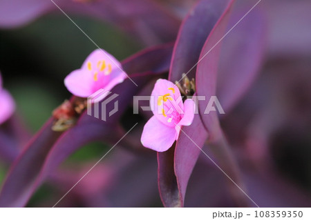 ピンク色の紫御殿(ムラサキゴテン)の花 ピンク色の紫御殿(ムラサキゴテン)の花 108359350
