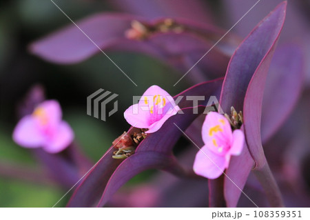 ピンク色の紫御殿(ムラサキゴテン)の花 ピンク色の紫御殿(ムラサキゴテン)の花 108359351