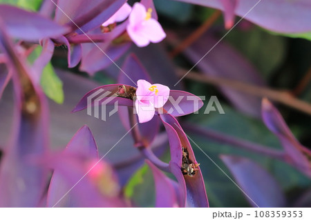ピンク色の紫御殿(ムラサキゴテン)の花 ピンク色の紫御殿(ムラサキゴテン)の花 108359353