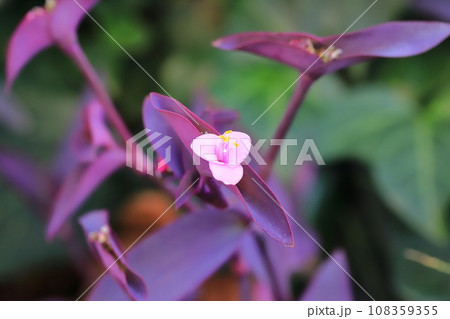 ピンク色の紫御殿(ムラサキゴテン)の花 ピンク色の紫御殿(ムラサキゴテン)の花 108359355