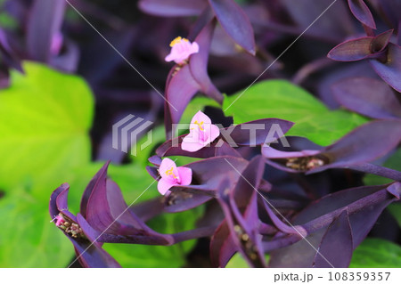 ピンク色の紫御殿（ムラサキゴテン）の花 108359357