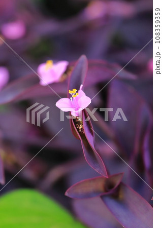 ピンク色の紫御殿(ムラサキゴテン)の花 ピンク色の紫御殿(ムラサキゴテン)の花 108359359