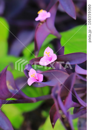 ピンク色の紫御殿(ムラサキゴテン)の花 ピンク色の紫御殿(ムラサキゴテン)の花 108359360